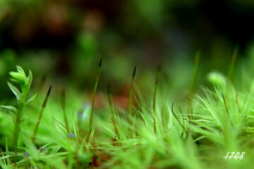 苔の世界 ２０２６ー２（タマゴケ）