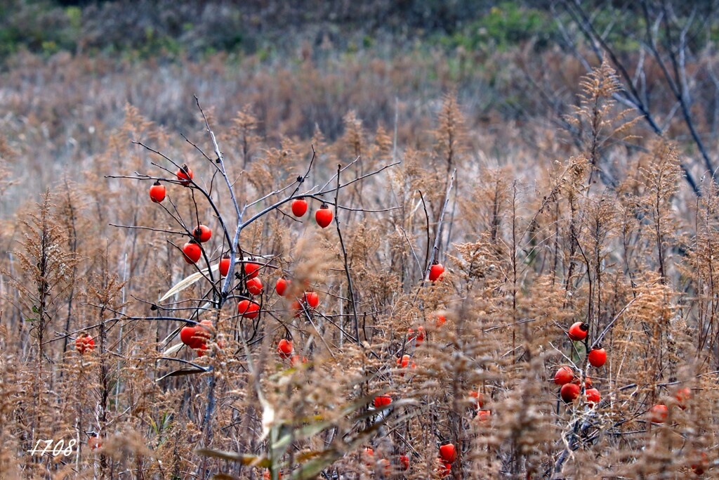 放置田んぼの柿
