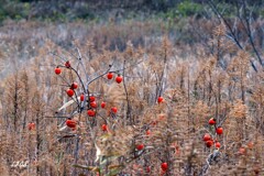 放置田んぼの柿