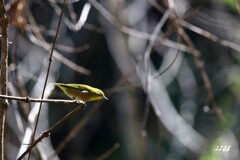 鳥撮りと山野草 1/4