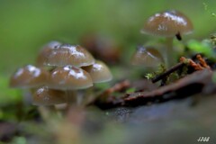 苔の世界 ２０２６－２５（キノコ）