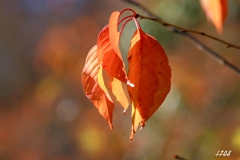 里山の紅葉