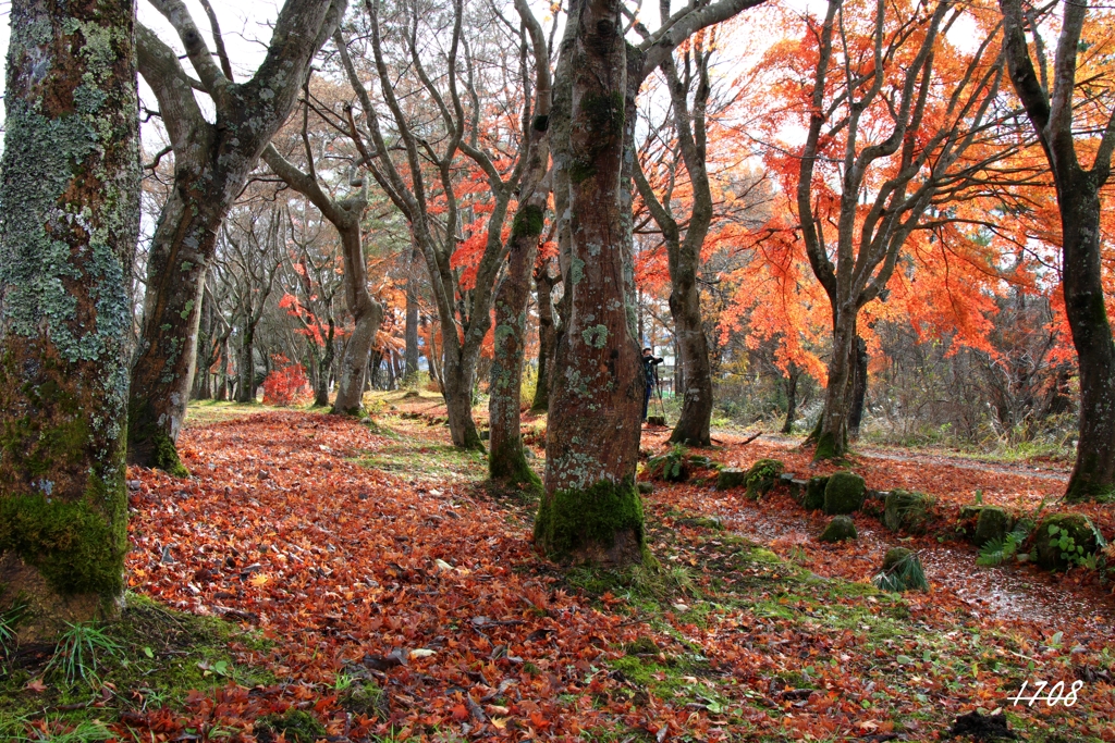 蒜山の紅葉 ・カメラマン