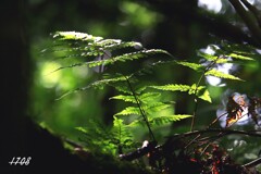 木漏れ日