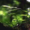 木漏れ日