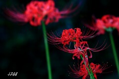 彼岸花