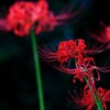 彼岸花