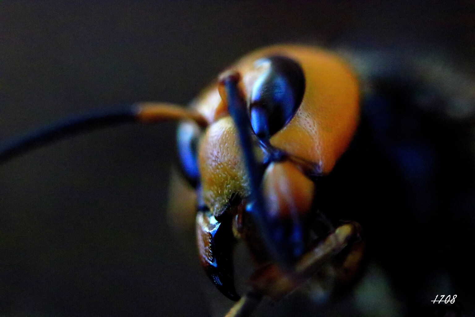 オオスズメバチ