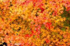 里山のもみじ 2/3