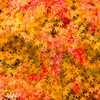 里山のもみじ 2/3