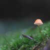 キノコ ６