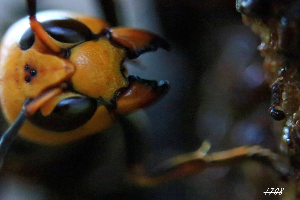 威嚇