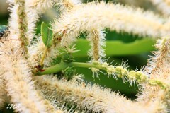雄花に囲まれて