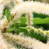 雄花に囲まれて
