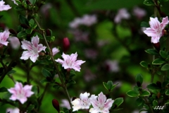 初見の花