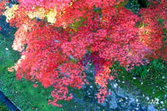 秋の紅葉と花 2/3