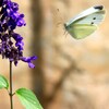 蜜を求めて