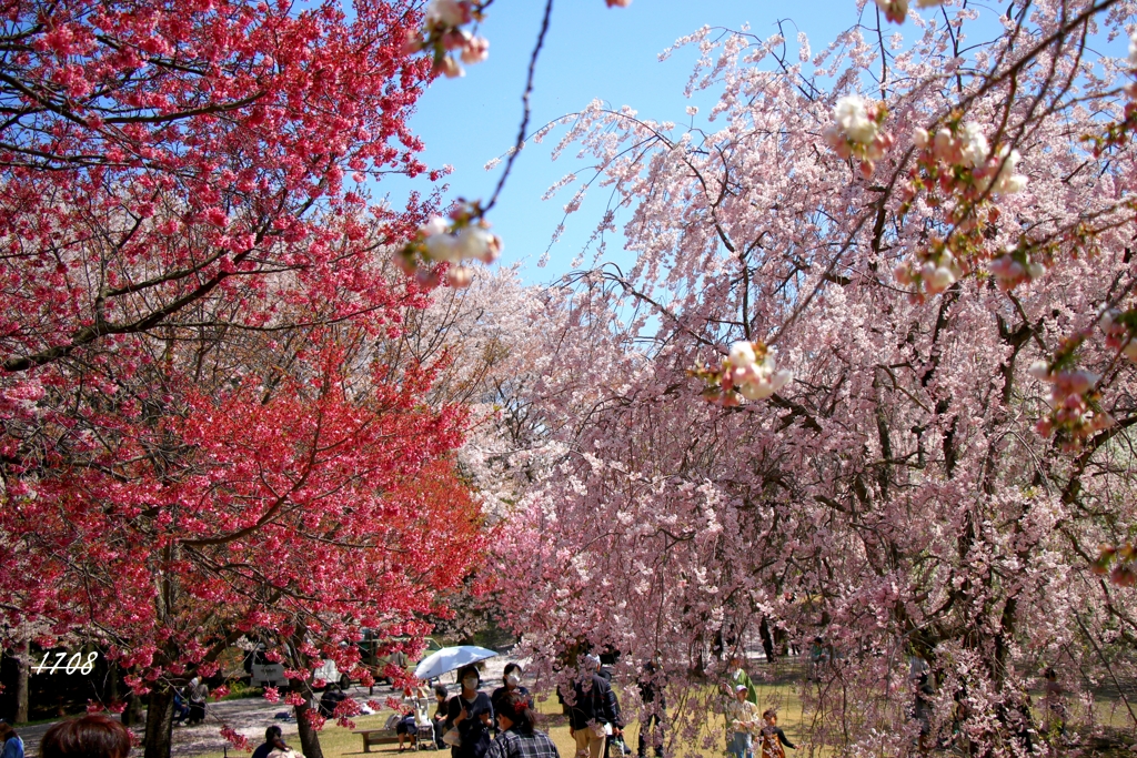 桜 2/3