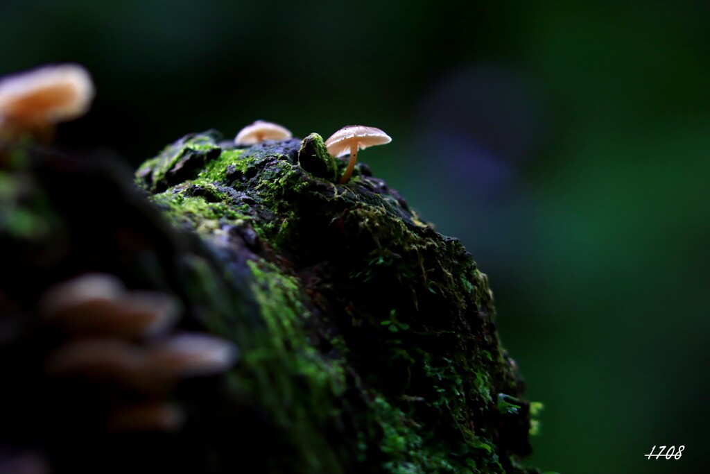 苔の世界 ２０２６－１９（キノコ）