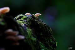 苔の世界 ２０２６－１９（キノコ）