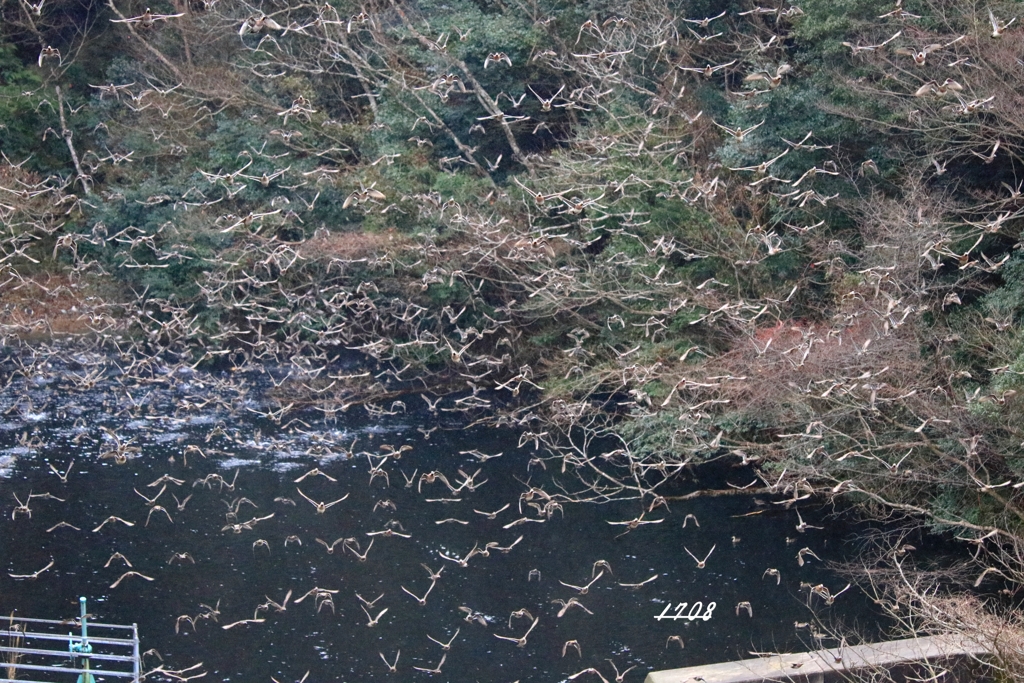 カモかもカモかもカモかもカモかもカモかもカモ・・・・・・５