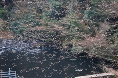 カモかもカモかもカモかもカモかもカモかもカモ・・・・・・５