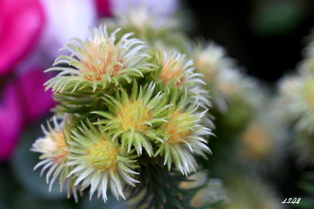 南アフリカ原産の花