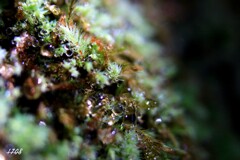 苔の世界２５－２０（水滴）