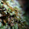 苔の世界２５－２０（水滴）