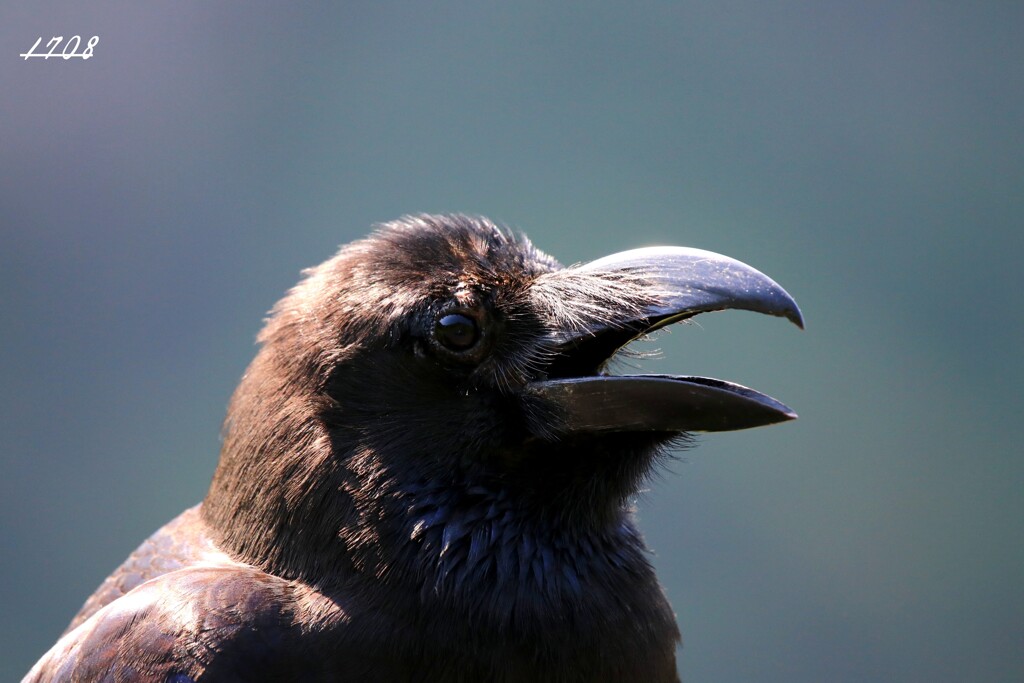 カラス