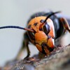 女王蜂齧る