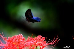 蜜を求めて