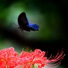 蜜を求めて