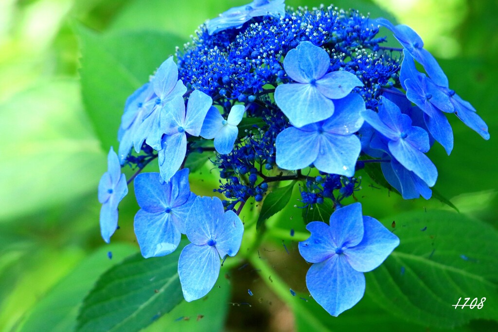 紫陽花