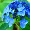 紫陽花