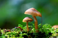 苔の世界 ２０２６ー１０（キノコ）