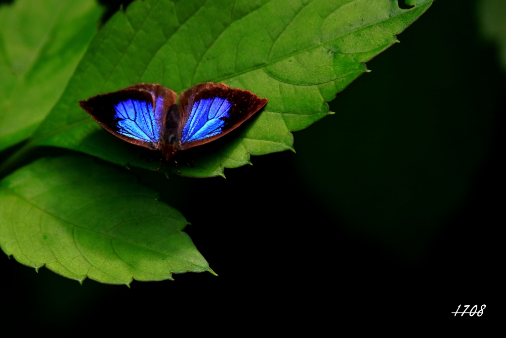 ムラサキシジミ