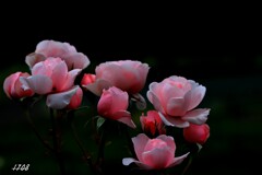 薔薇