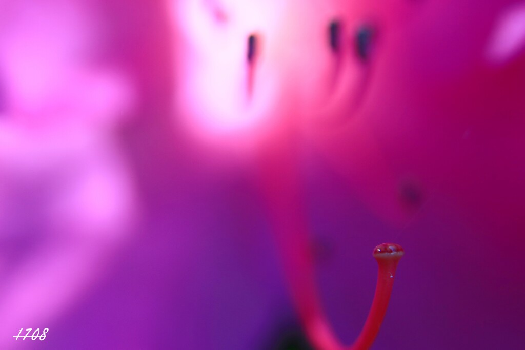 ツツジ