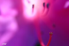 ツツジ
