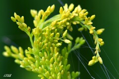 そろそろ咲き誇る厄介な花