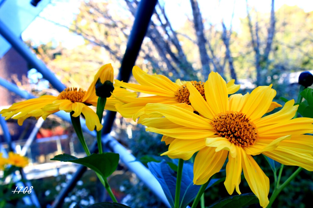 秋の紅葉と花 1/3