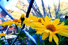 秋の紅葉と花 1/3