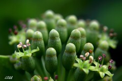 コケシの花