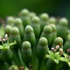 コケシの花