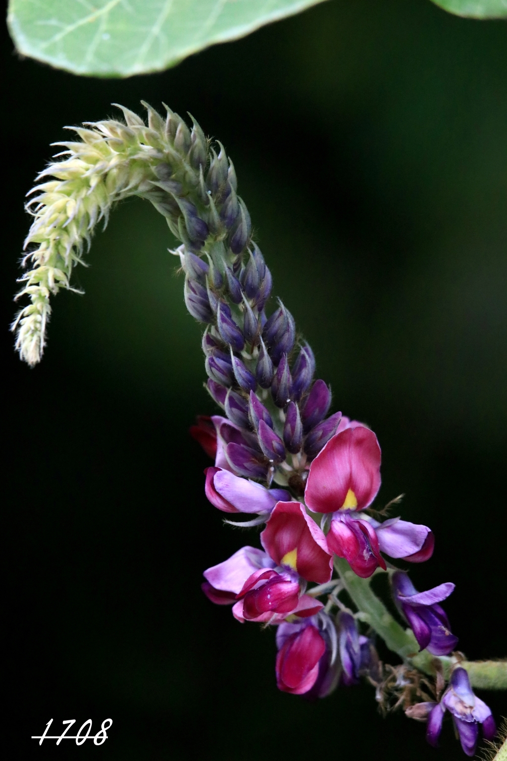 葛の花