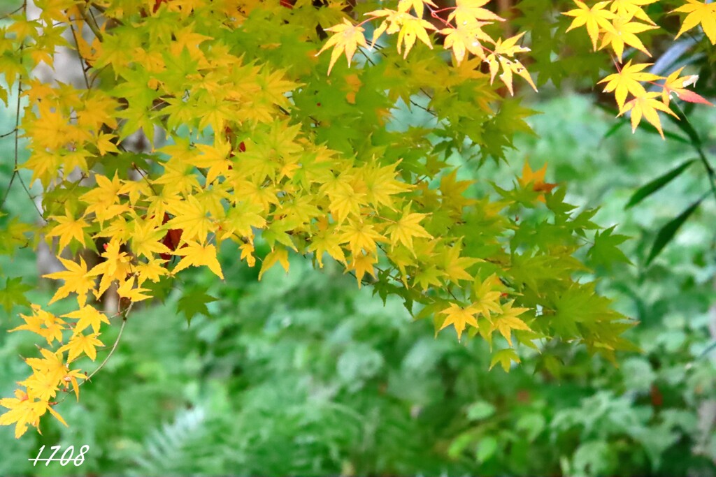 少し前の紅葉