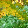 少し前の紅葉