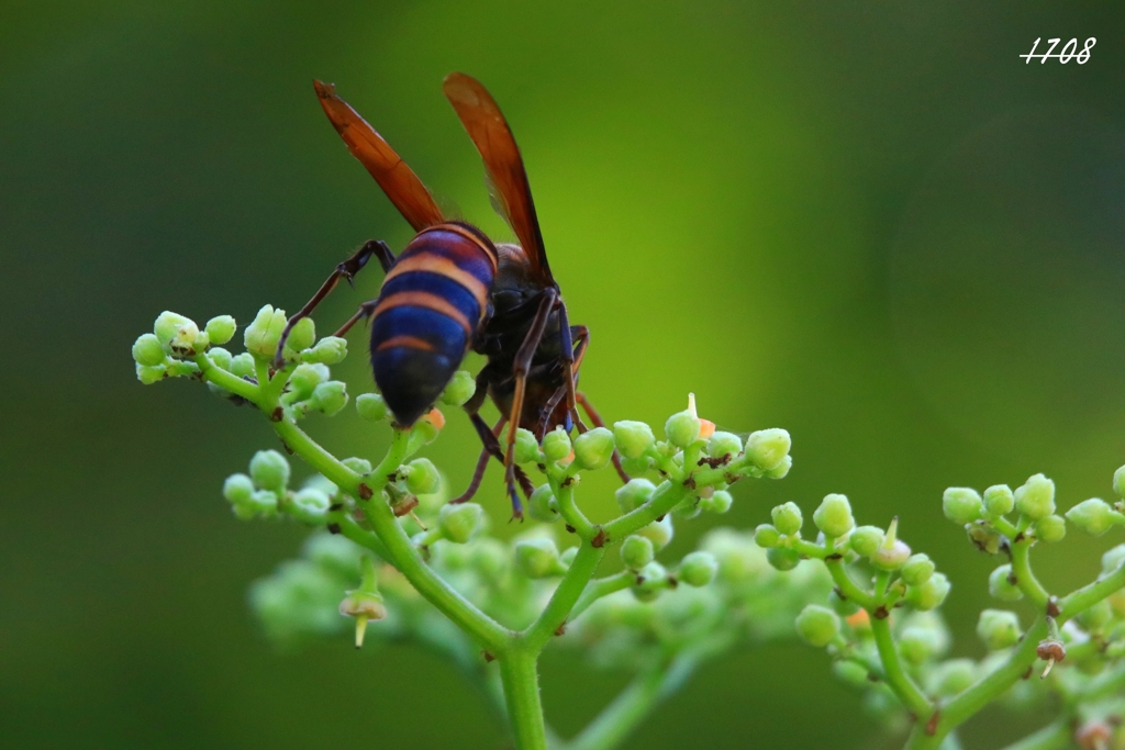 蜜を食べる