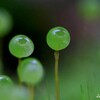 苔の世界２５－２１（タマゴケ）